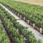 Oleander obyčajný (Nerium oleander) ´SOEUR AGNES´ - BIELY - výška 30-50 cm, kont. C3L (-10/-12°C)